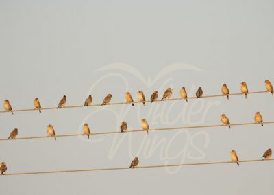 birds_sitting_on_the_wire_Indians_digital