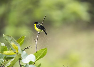 yellow_black_bird